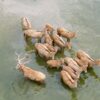 Vom Aussterben bedrohte Milu-Hirsche in chinesischem Naturreservat