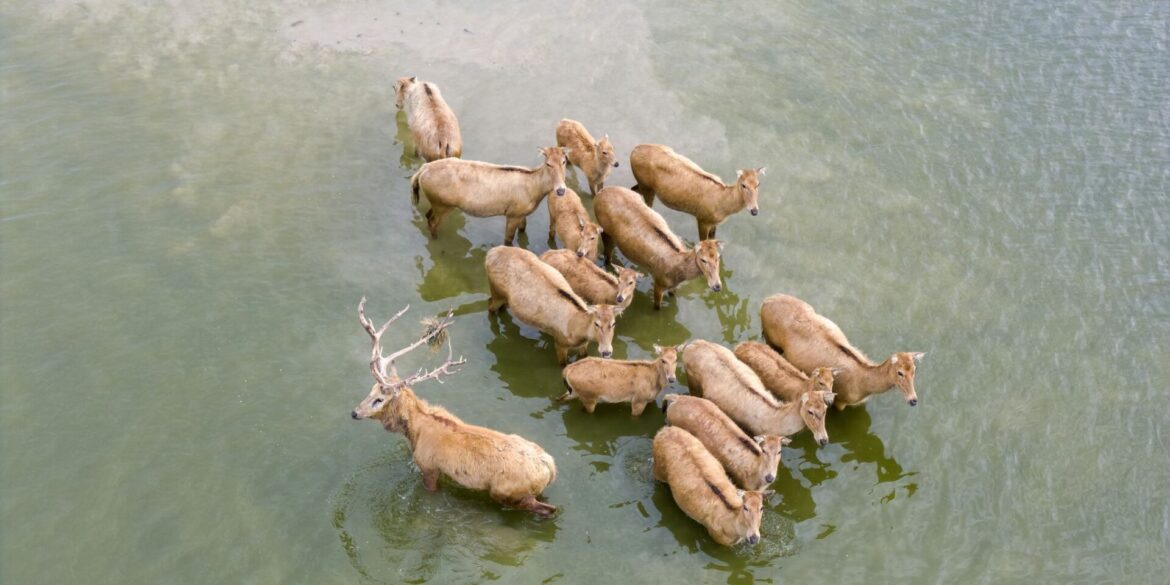 Vom Aussterben bedrohte Milu-Hirsche in chinesischem Naturreservat