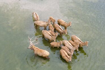Vom Aussterben bedrohte Milu-Hirsche in chinesischem Naturreservat