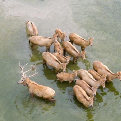 Vom Aussterben bedrohte Milu-Hirsche in chinesischem Naturreservat