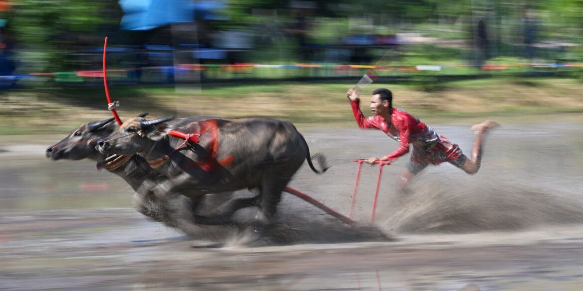 Büffelrennen in Thailand