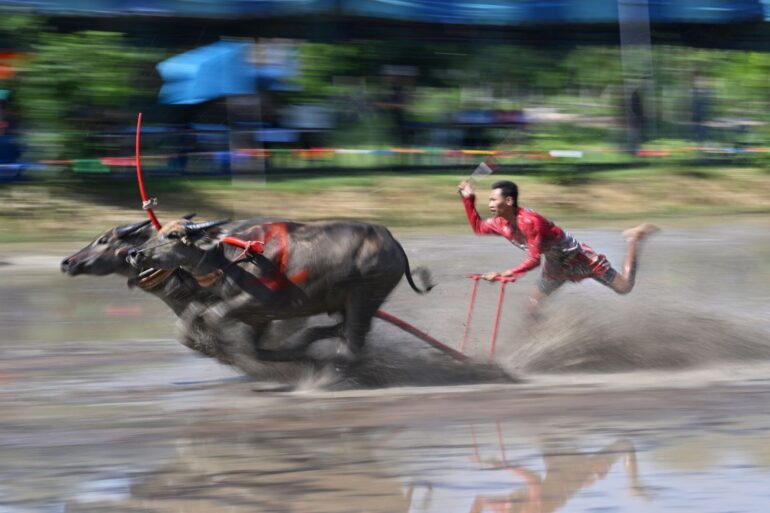 Büffelrennen in Thailand