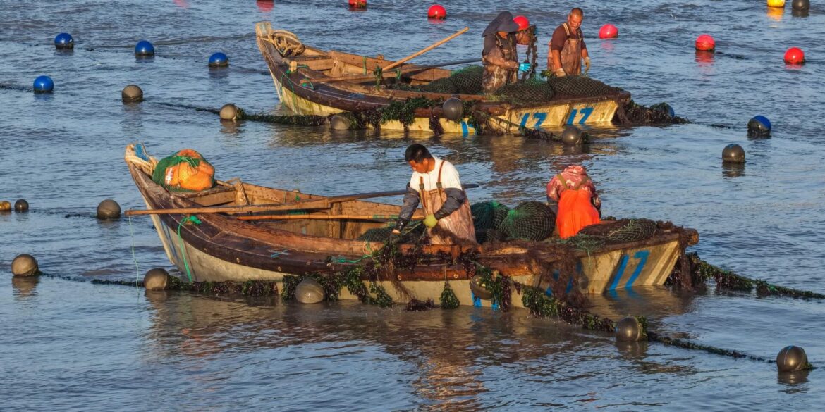 Arbeiter pflanzen Seetang in einer Aquakultur-Farm in China.