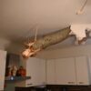Ein Baumstamm ragt nach einem Unwetter in Fürstenwalde-Süd aus der Decke in der Küche eines Wohnhauses.