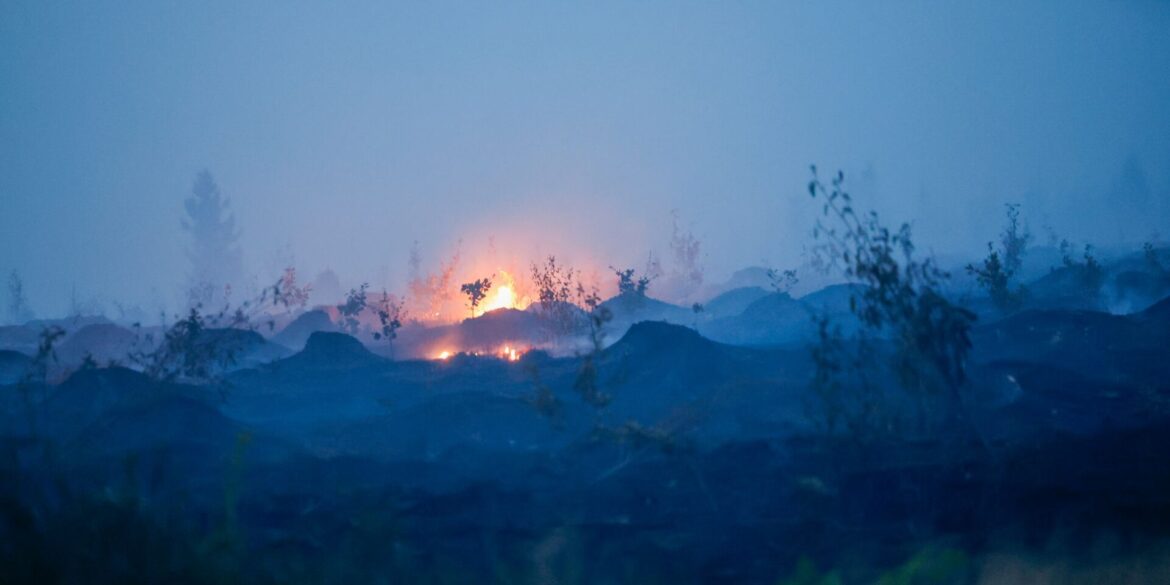 Blick auf verbrannte Vegetation und verbrannten Waldboden.
