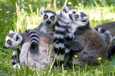 Kattas sitzen in ihrem Gehege im Cottbuser Tierpark.