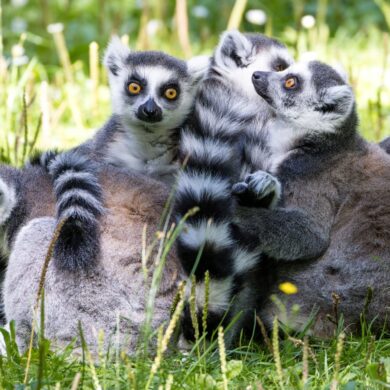 Kattas sitzen in ihrem Gehege im Cottbuser Tierpark.