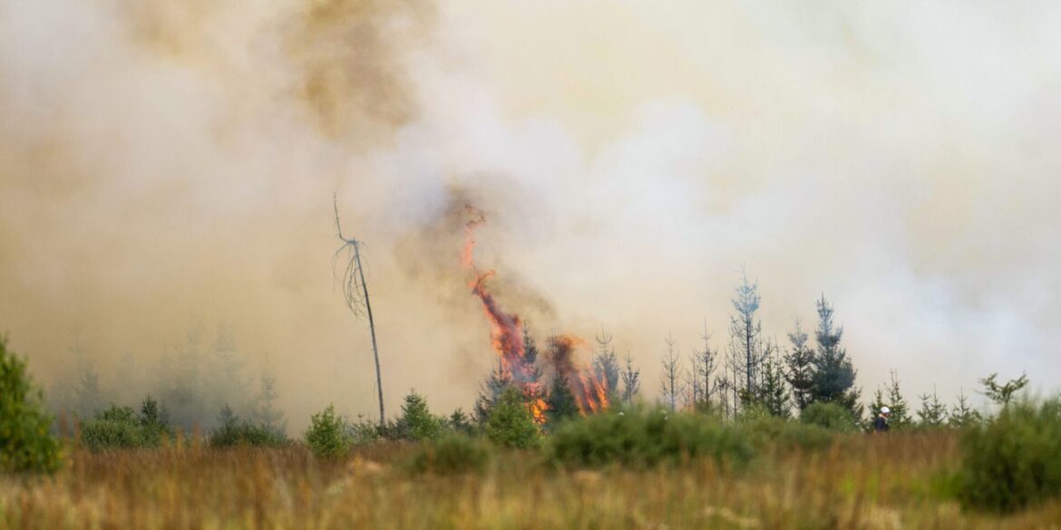 Flammen in der Hochmoor- und Sumpflandschaft Hohe Venn - es liegt unweit der deutschen Grenze.
