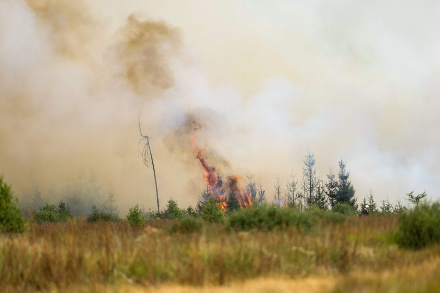 Flammen in der Hochmoor- und Sumpflandschaft Hohe Venn - es liegt unweit der deutschen Grenze.