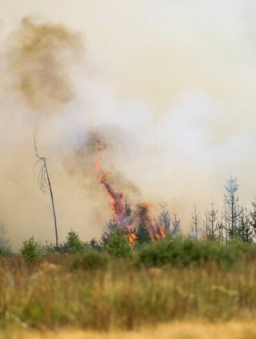 Flammen in der Hochmoor- und Sumpflandschaft Hohe Venn - es liegt unweit der deutschen Grenze.