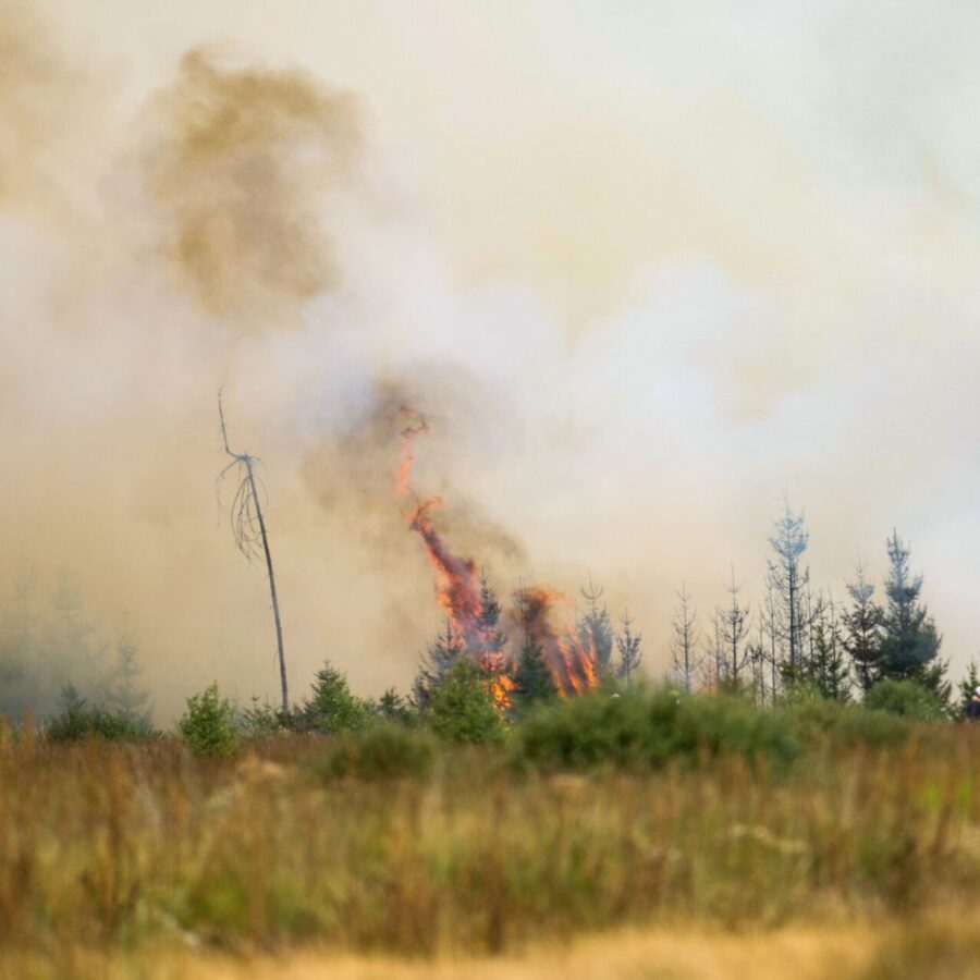 Flammen in der Hochmoor- und Sumpflandschaft Hohe Venn - es liegt unweit der deutschen Grenze.