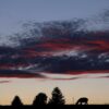 Abendstimmung im Allgäu. Lama grast auf der Weide