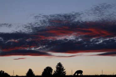 Abendstimmung im Allgäu. Lama grast auf der Weide