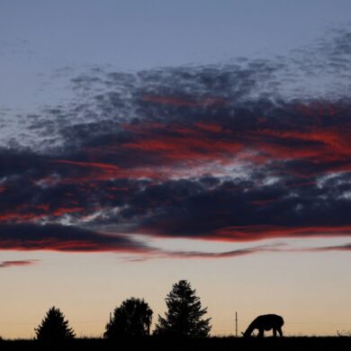 Abendstimmung im Allgäu. Lama grast auf der Weide
