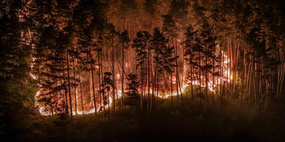 Durch die Trockenheit der vergangenen Wochen ist der Wald extrem dürr.