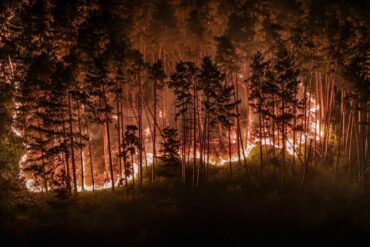 Durch die Trockenheit der vergangenen Wochen ist der Wald extrem dürr.