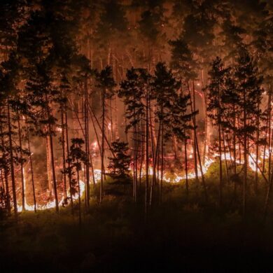 Durch die Trockenheit der vergangenen Wochen ist der Wald extrem dürr.