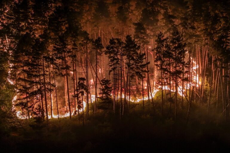 Durch die Trockenheit der vergangenen Wochen ist der Wald extrem dürr.