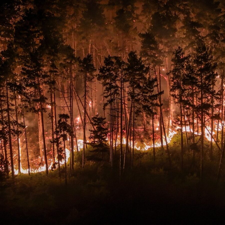 Durch die Trockenheit der vergangenen Wochen ist der Wald extrem dürr.