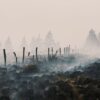 Der Flächenbrand im Hohen Venn hat große Schäden angerichtet.