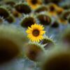 Die gelben Zungenblüten einer Sonnenblume strahlen zwischen weiteren bereits abgeblühten Sonnenblumen in Dittersbrunn.