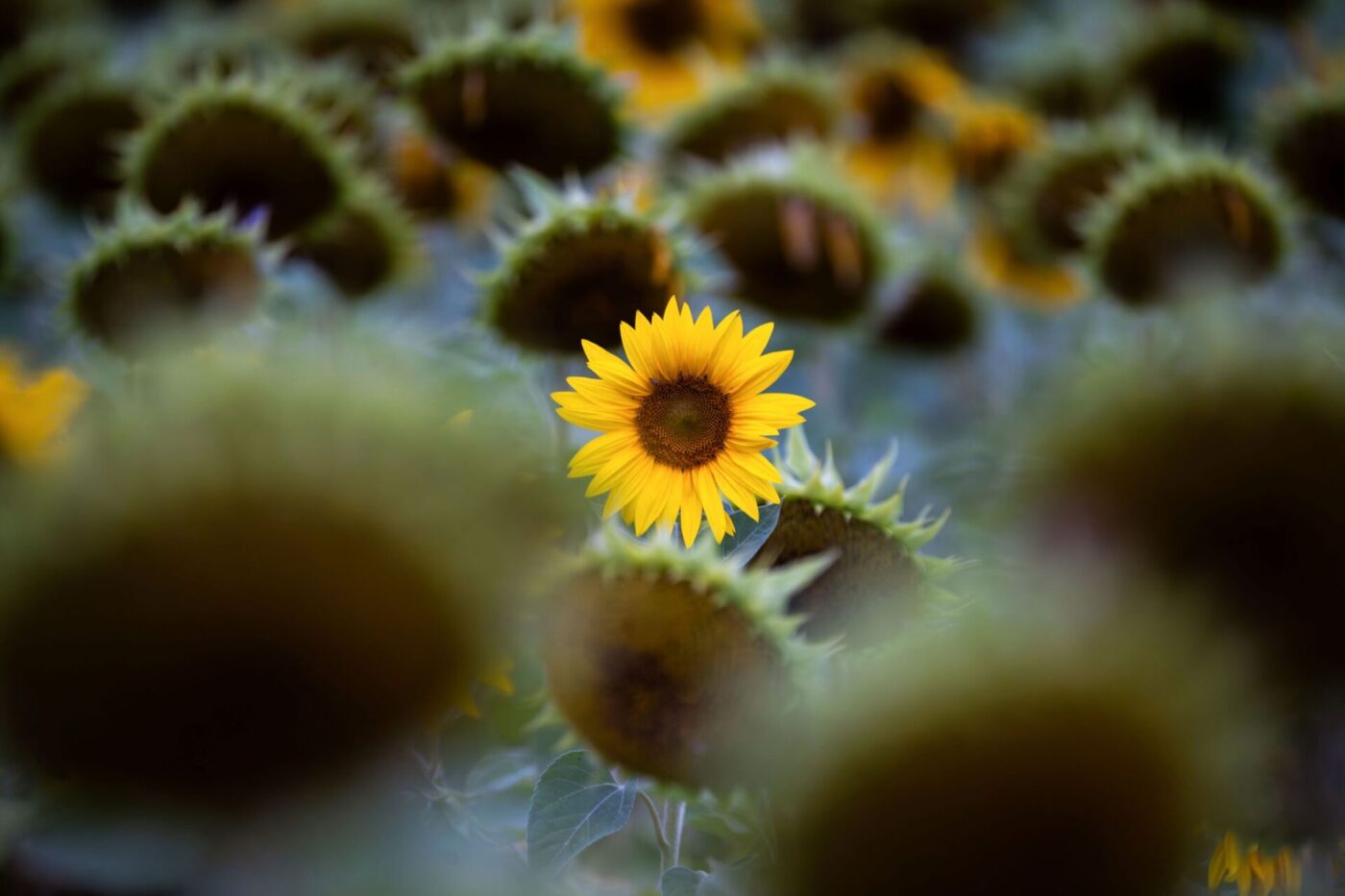 Die gelben Zungenblüten einer Sonnenblume strahlen zwischen weiteren bereits abgeblühten Sonnenblumen in Dittersbrunn.