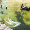 Beluga-Wale schwimmen vor dem Abtransport in einem Becken.