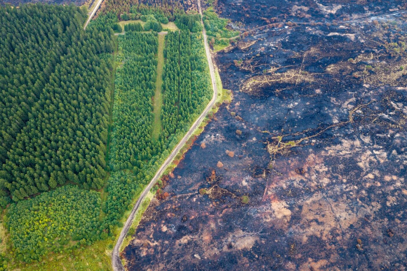 Straße trennt verkohlte Fläche von verschontem Wald im Hohen Venn