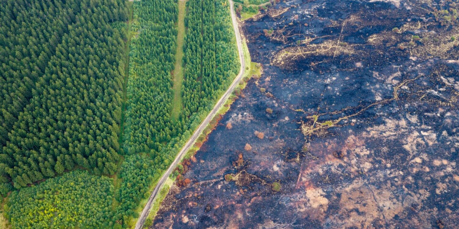 Straße trennt verkohlte Fläche von verschontem Wald im Hohen Venn