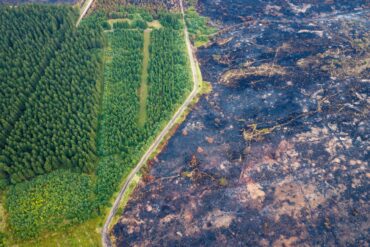 Straße trennt verkohlte Fläche von verschontem Wald im Hohen Venn