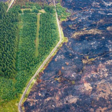 Straße trennt verkohlte Fläche von verschontem Wald im Hohen Venn