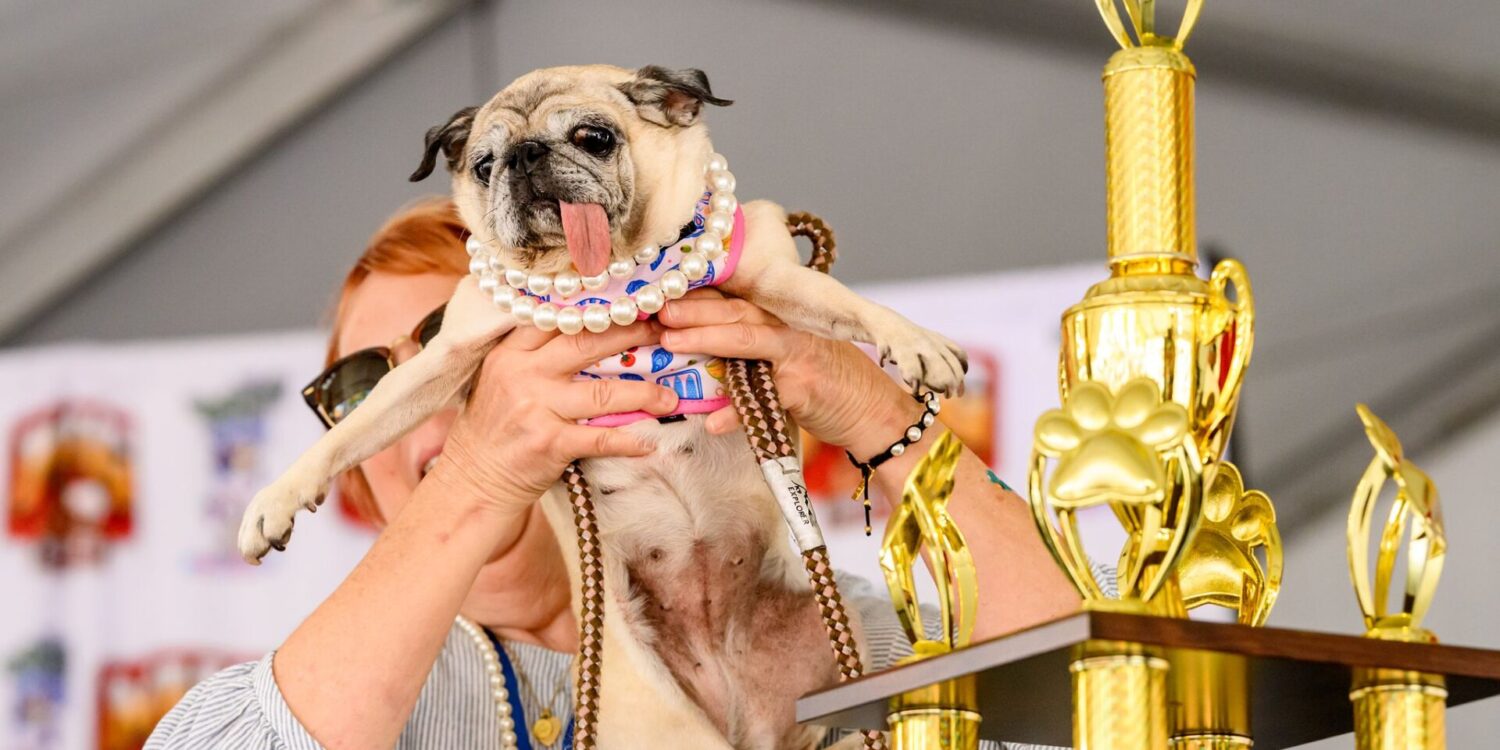 Mops-Rettungshündin Jinny Lu ist der hässlichste Hund der Welt