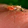 Es gibt nun einen weiteren Malaria-Todesfall in Frankfurt. (Archivbild)