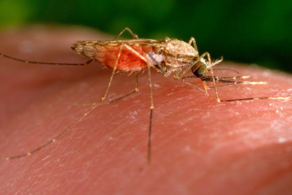 Es gibt nun einen weiteren Malaria-Todesfall in Frankfurt. (Archivbild)