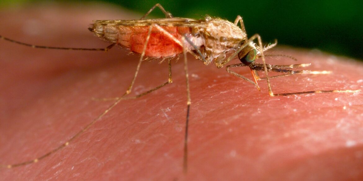 Es gibt nun einen weiteren Malaria-Todesfall in Frankfurt. (Archivbild)