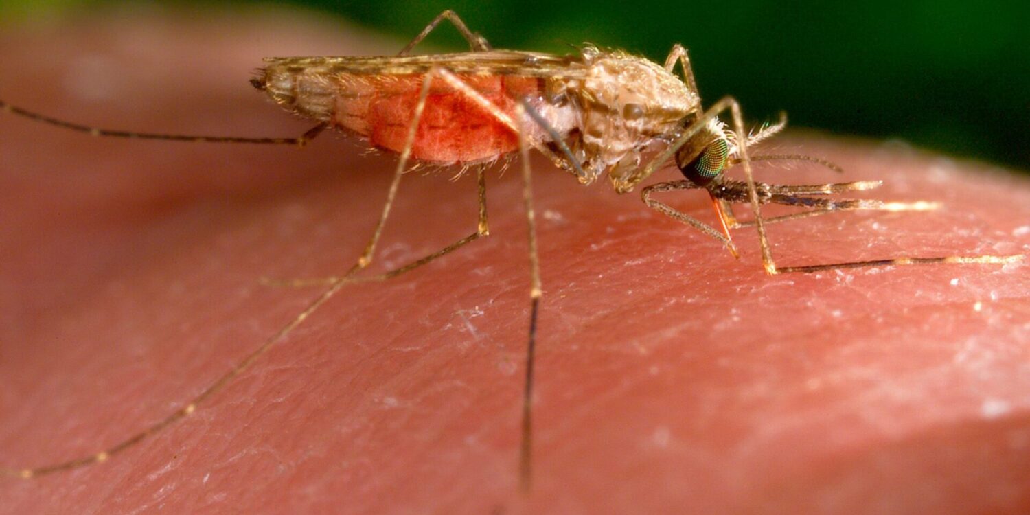 Es gibt nun einen weiteren Malaria-Todesfall in Frankfurt. (Archivbild)