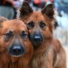Hundeblick: Altdeutsche Hütehunde auf der Landwirtschaftsmesse "Grüne Tage Thüringen" in Erfurt.