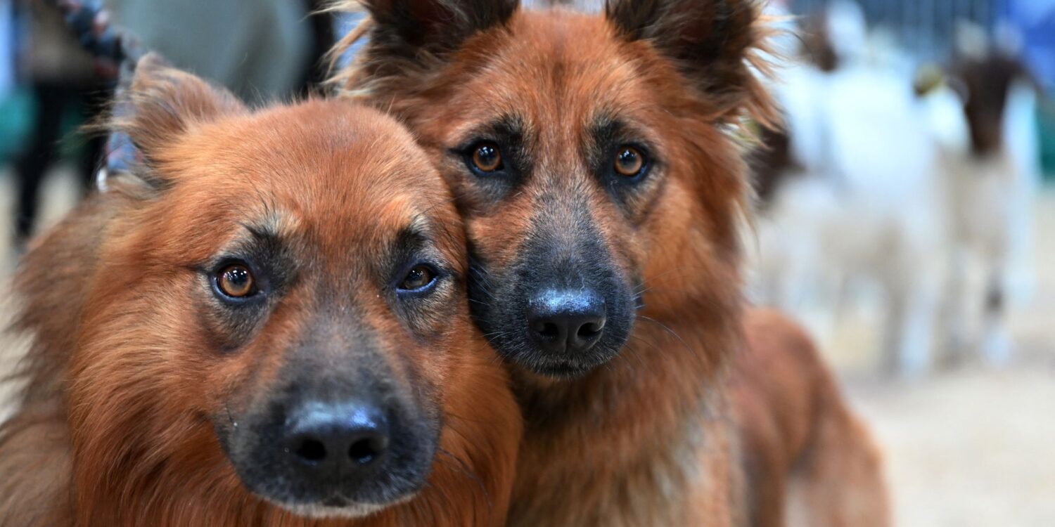 Hundeblick: Altdeutsche Hütehunde auf der Landwirtschaftsmesse "Grüne Tage Thüringen" in Erfurt.