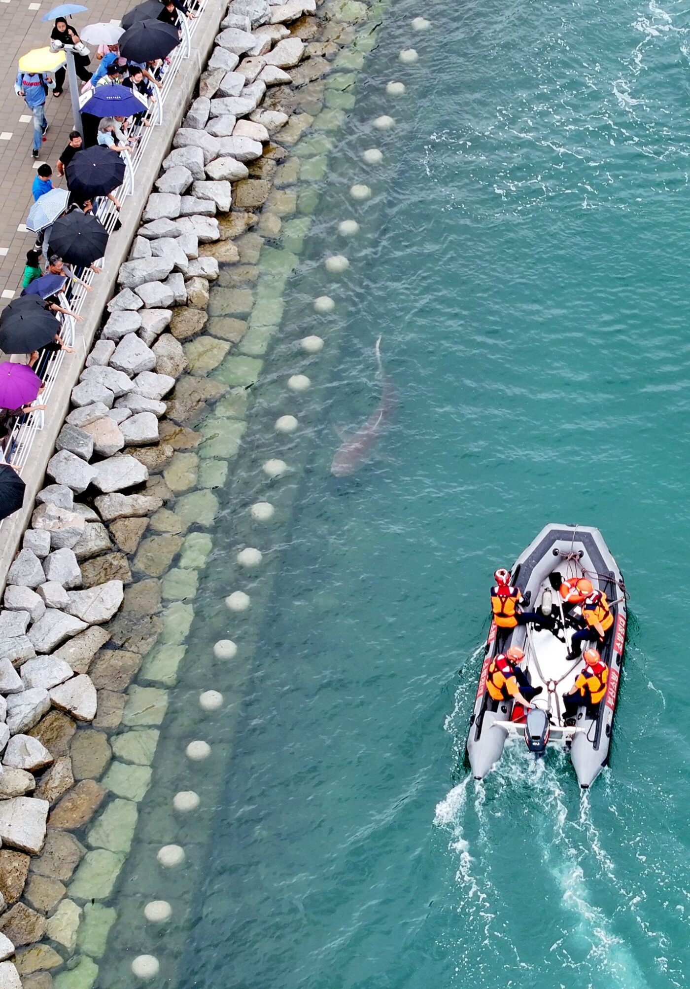Busan: Küstenwache auf Hai-Mission – in Busan wird das Tier aus dem Park zurück aufs Meer geleitet