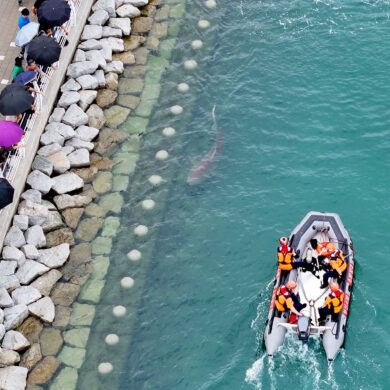 Busan: Küstenwache auf Hai-Mission – in Busan wird das Tier aus dem Park zurück aufs Meer geleitet