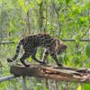 Ein Leopardus tilcayo lebt im Tierheim «La Senda Verde».