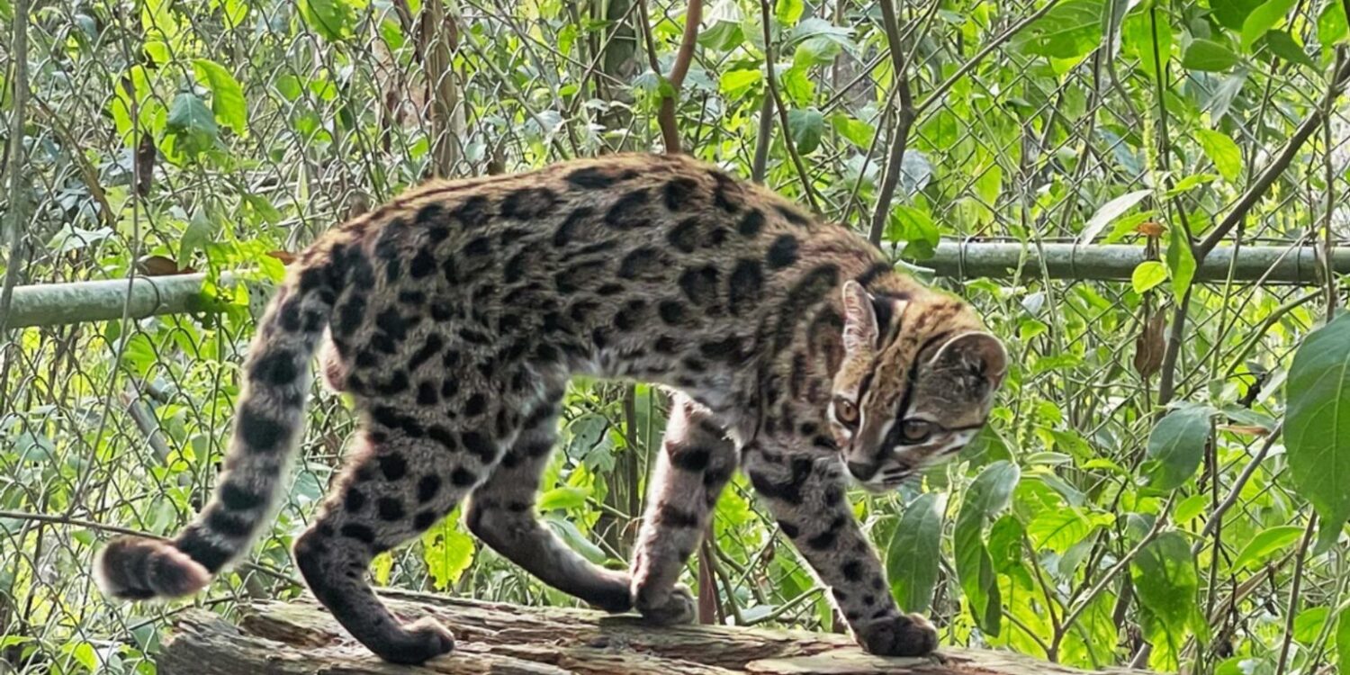 Ein Leopardus tilcayo lebt im Tierheim «La Senda Verde».