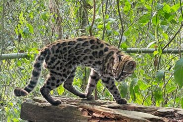 Ein Leopardus tilcayo lebt im Tierheim «La Senda Verde».