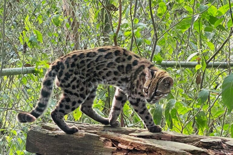 Ein Leopardus tilcayo lebt im Tierheim «La Senda Verde».