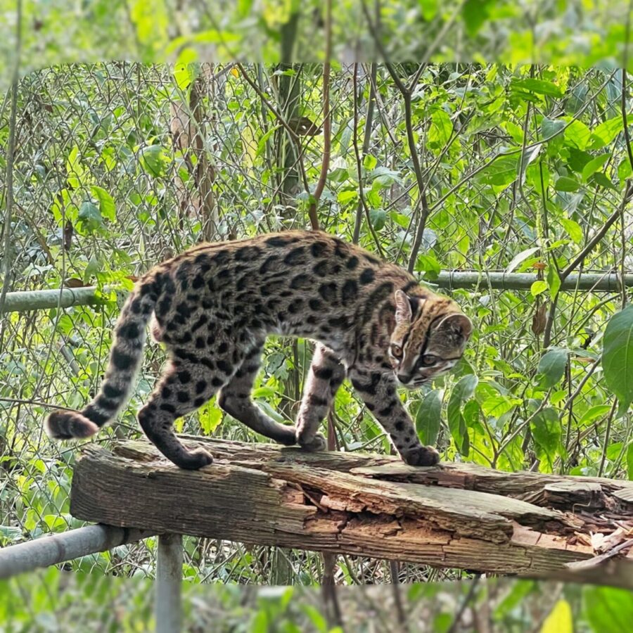 Ein Leopardus tilcayo lebt im Tierheim «La Senda Verde».