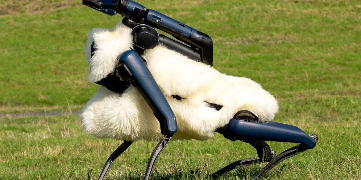 Robo-Schaf auf der Halde Hoheward im Ruhrgebiet