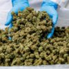 Importe von Medizinal-Cannabis steigen stark. (Archivbild)