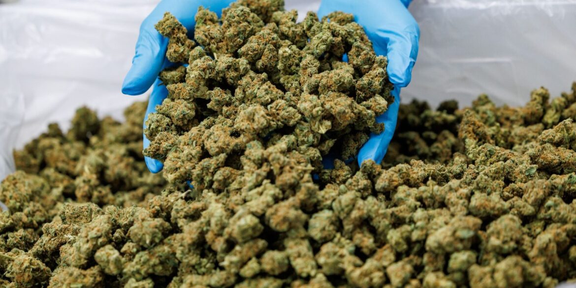Importe von Medizinal-Cannabis steigen stark. (Archivbild)