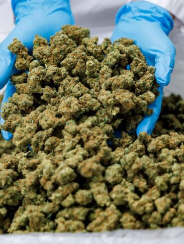 Importe von Medizinal-Cannabis steigen stark. (Archivbild)
