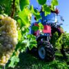 Winzervereinigung Freyburg beginnt Weinlese in Zscheiplitz